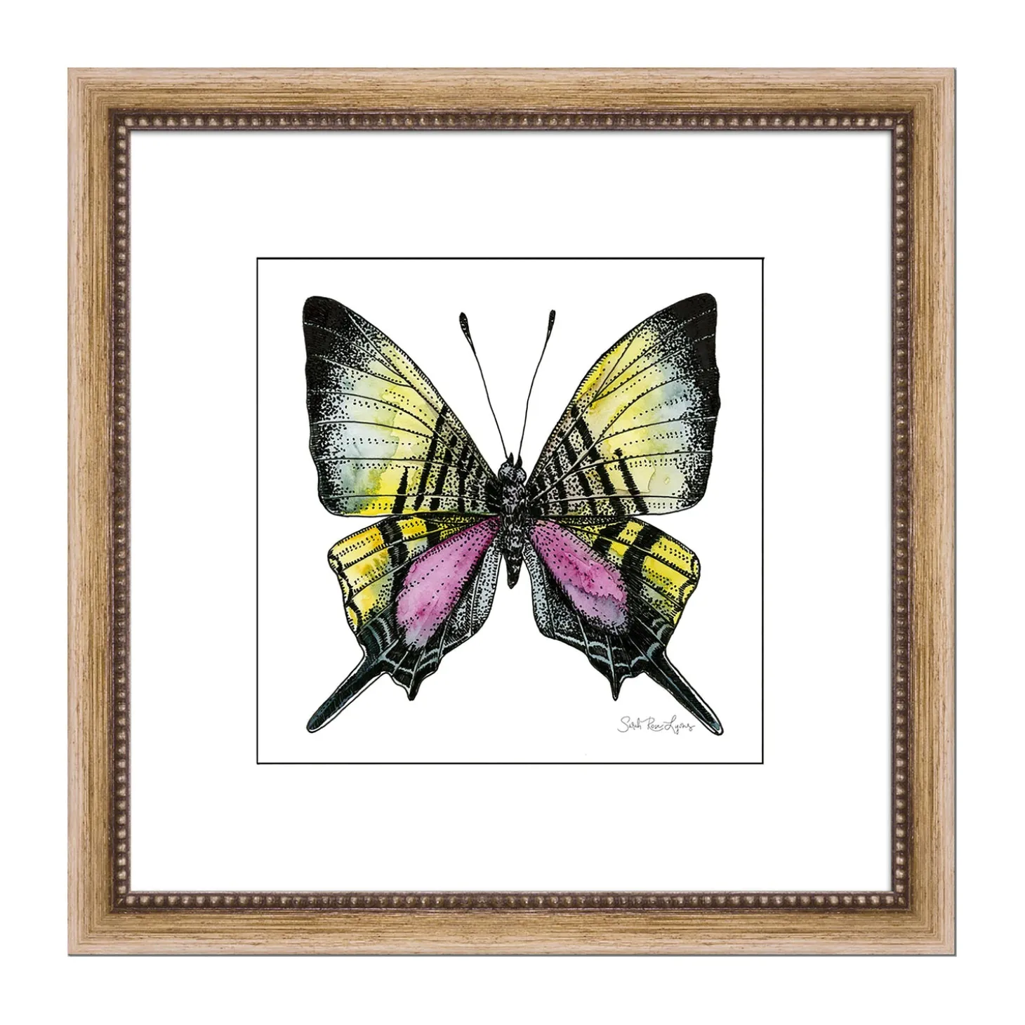 Wall Art>Plow & Hearth Androcles Swallowtail Framed Wall Art Painting