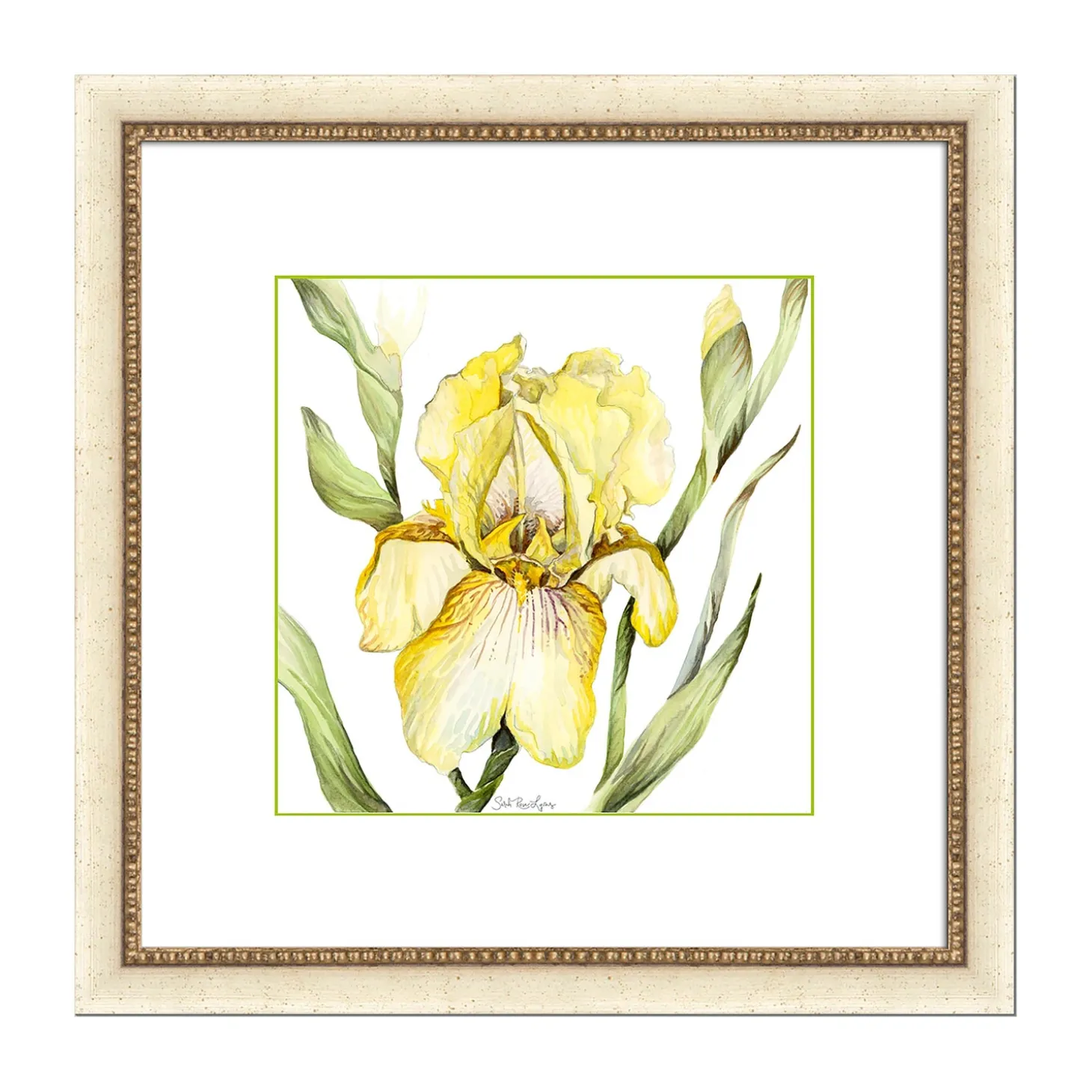 Wall Art>Plow & Hearth Bearded Iris Framed Wall Art Painting