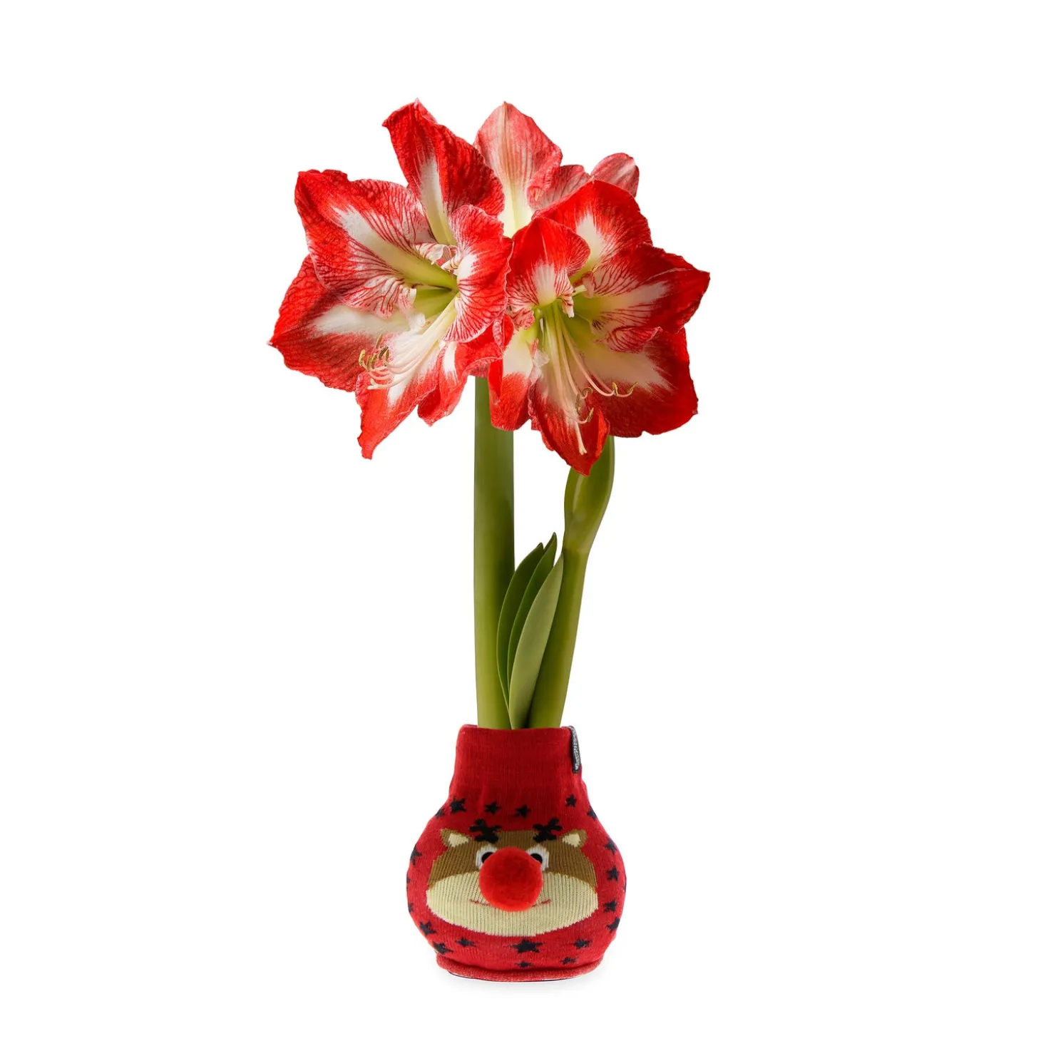 Bulb Gardens & Florals>Plow & Hearth Character Sweater Self-Contained Amaryllis Flower Bulb