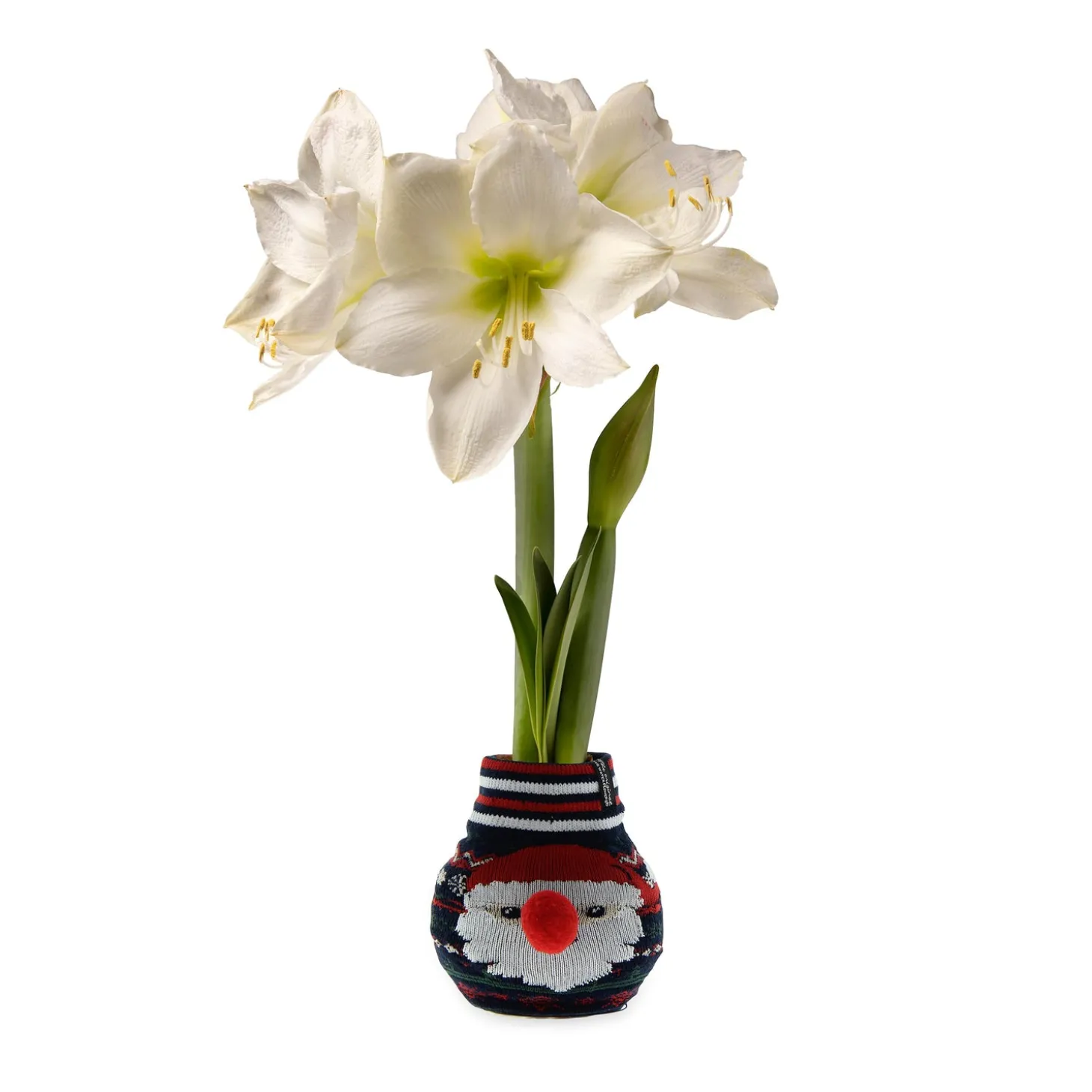 Bulb Gardens & Florals>Plow & Hearth Character Sweater Self-Contained Amaryllis Flower Bulb