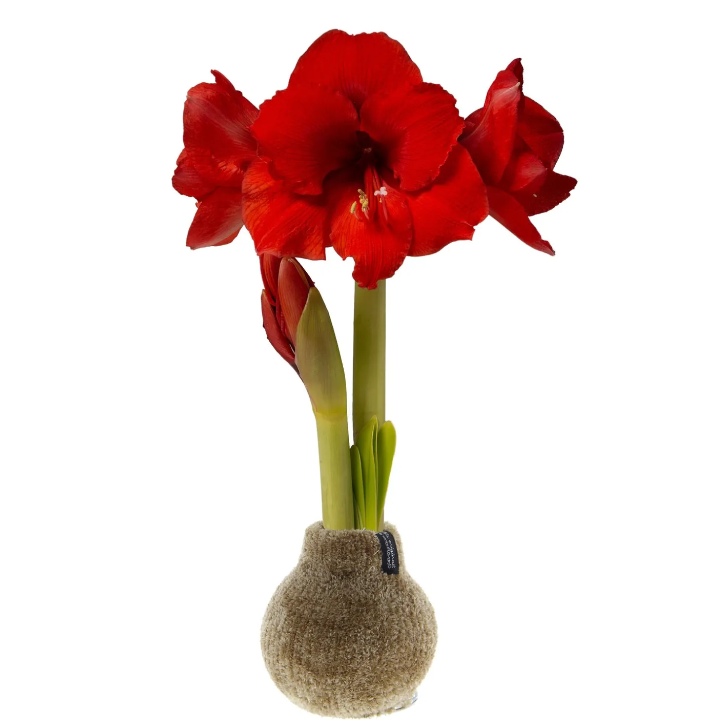 Bulb Gardens & Florals>Plow & Hearth Chenille Sweater Self-Contained Waxed Amaryllis Flower Bulb