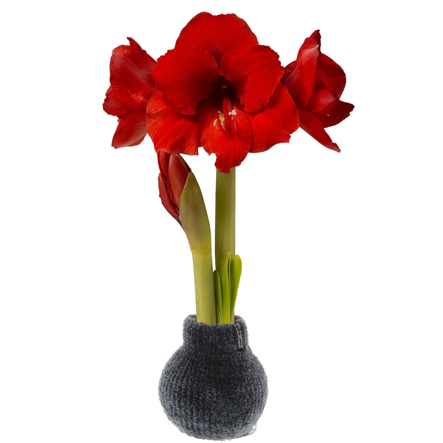 Bulb Gardens & Florals>Plow & Hearth Chenille Sweater Self-Contained Waxed Amaryllis Flower Bulb