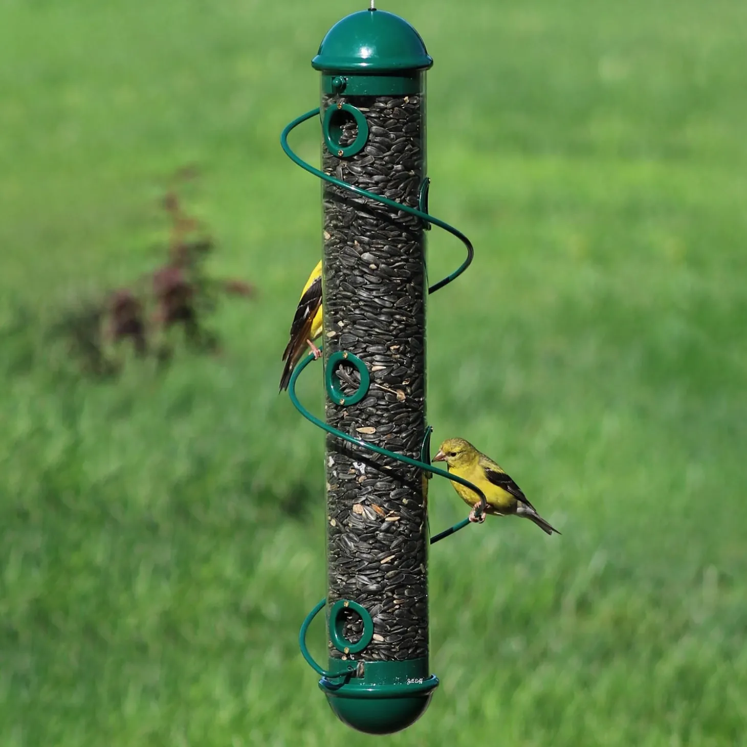 Bird Feeders>Plow & Hearth Spiral-Perch Finch Bird Feeder Green