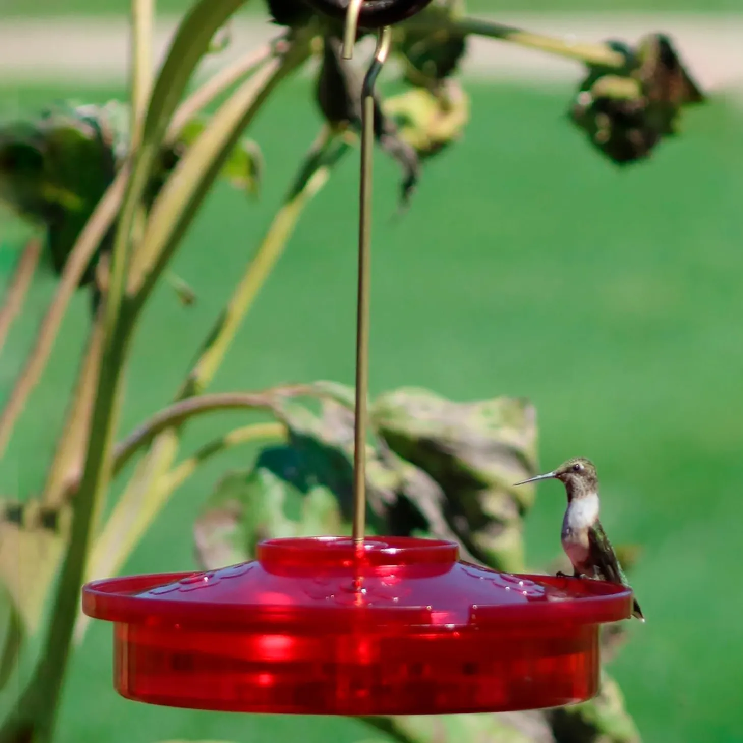 Hummingbird Feeders>Plow & Hearth Hanging Hummingbird Haven Feeder