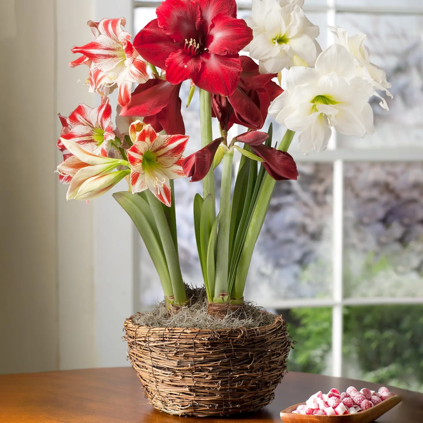 Bulb Gardens & Florals>Plow & Hearth Large Amaryllis Trio Bulb Garden