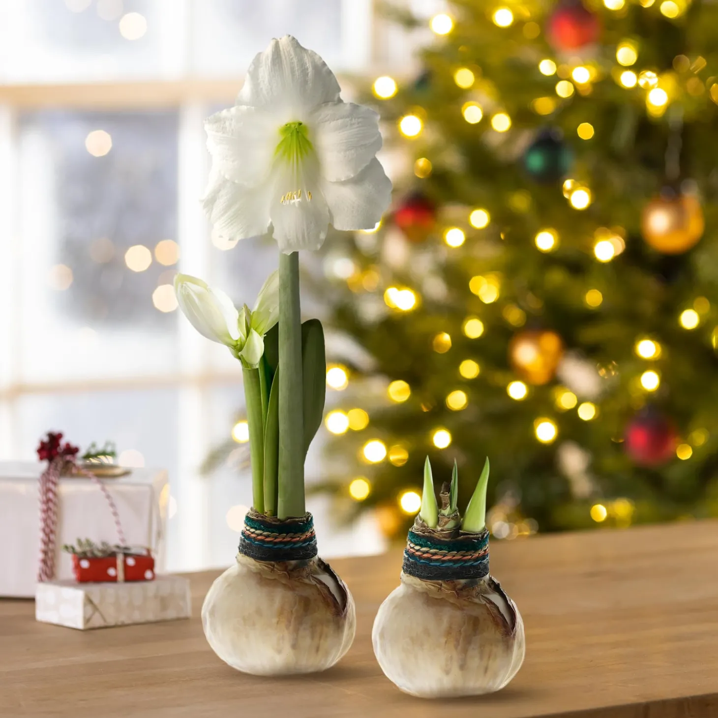 Bulb Gardens & Florals>Plow & Hearth Naturalz Waxed Self-Contained Amaryllis Flower Bulb