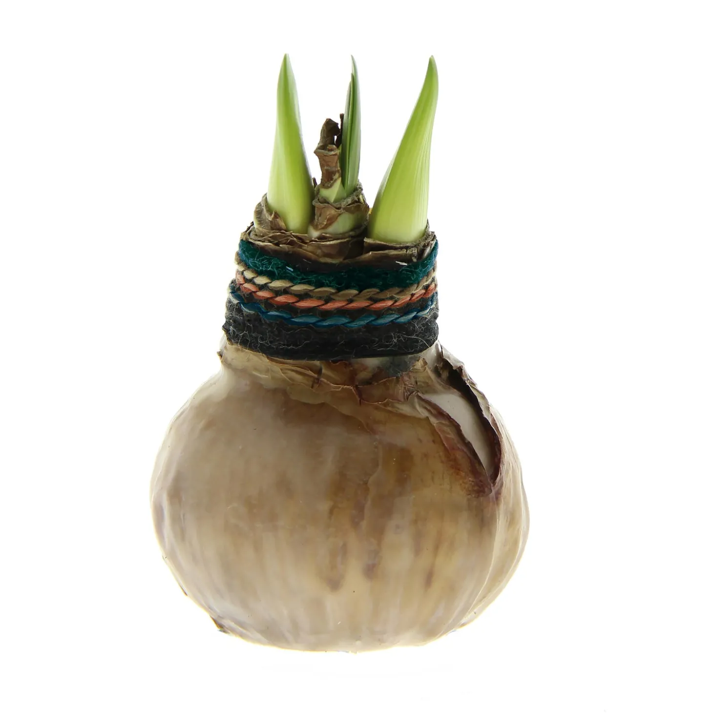 Bulb Gardens & Florals>Plow & Hearth Naturalz Waxed Self-Contained Amaryllis Flower Bulb