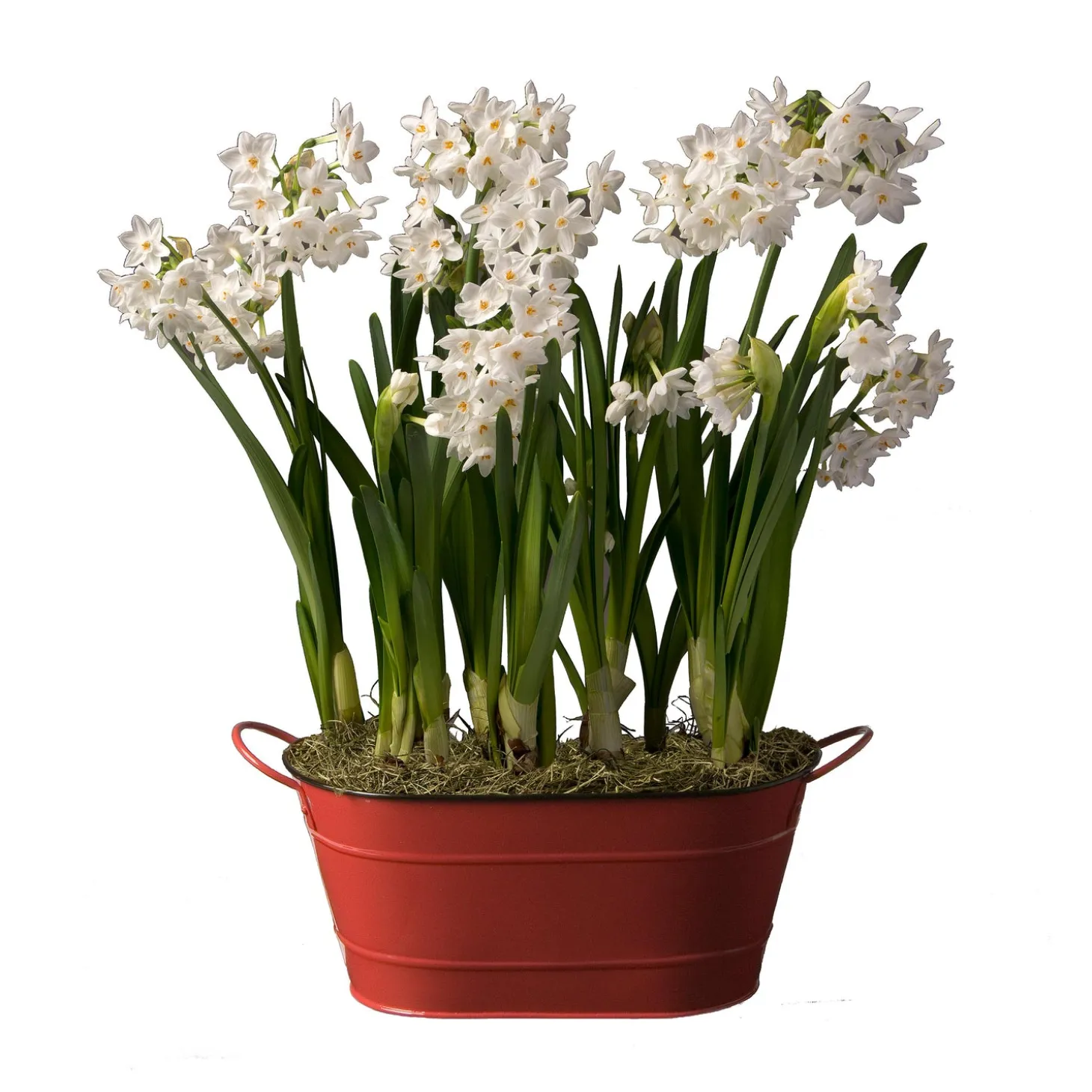 Bulb Gardens & Florals>Plow & Hearth Paperwhites Dutch Flower Bulb Holiday Gift Garden