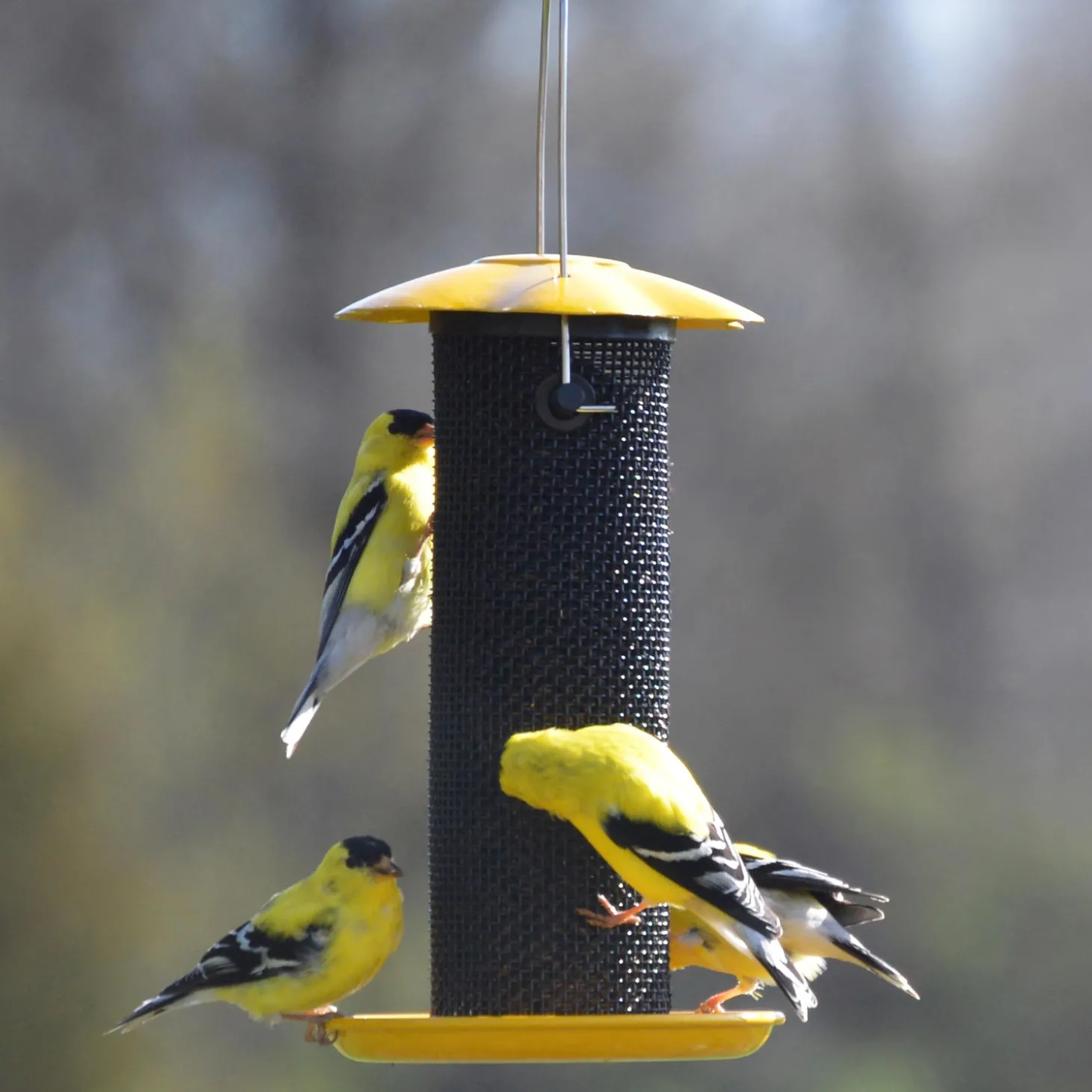 Bird Feeders>Plow & Hearth Petite Thistle Seed Bird Feeder Yellow