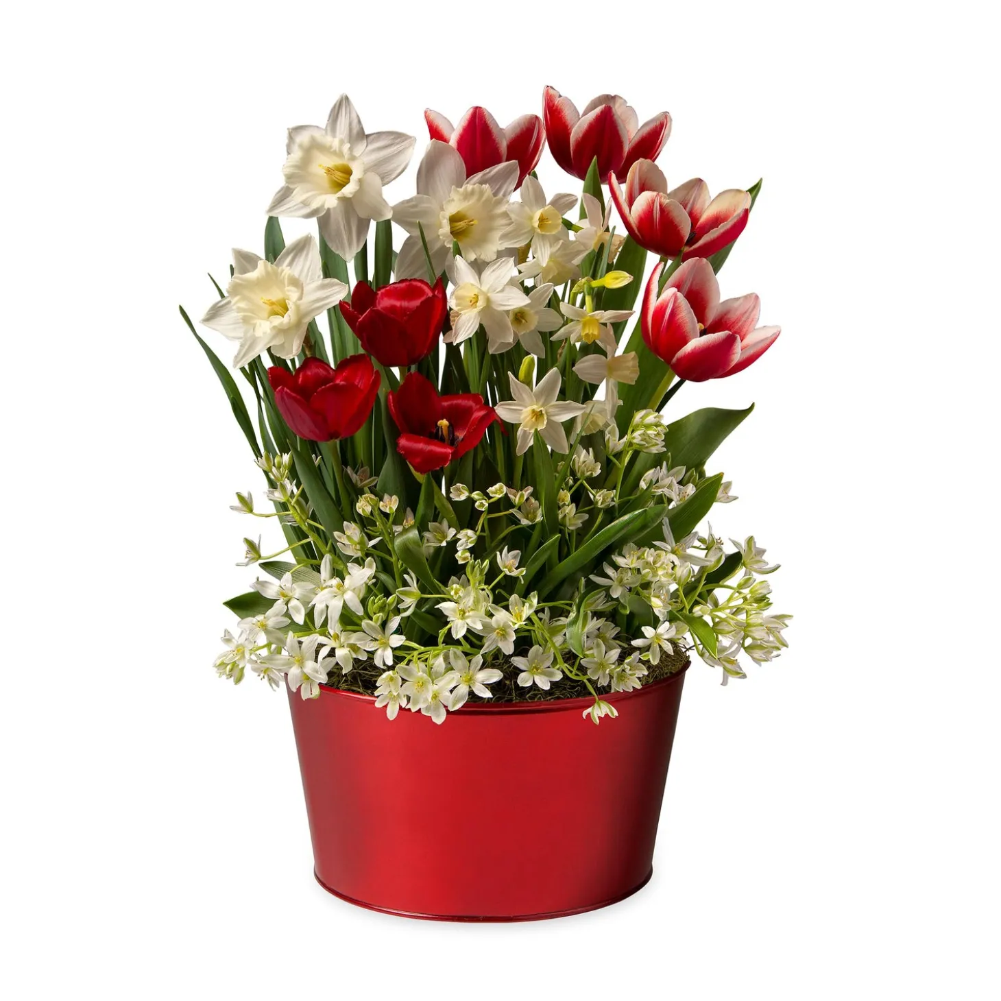 Bulb Gardens & Florals>Plow & Hearth Red & White Dutch Flower Bulb Holiday Gift Garden