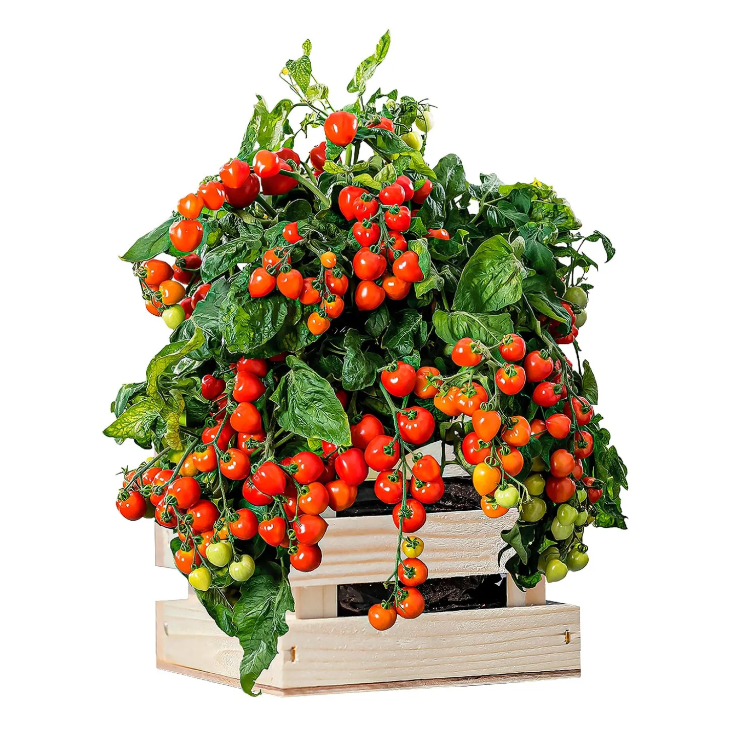 Bulb Gardens & Florals>Plow & Hearth Tomato Grow Kit in Wooden Crate